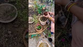 Repotting plant terracegarden ytshort youtube viral [upl. by Herahab302]