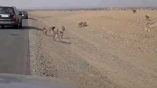 Arabian Baboon Monkeys along the roadside MakkahMadinah Highway Saudi Arabia [upl. by Ifar]