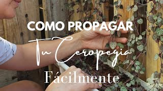 Como propagar tu Ceropegia Woodii super facil [upl. by Yendor]