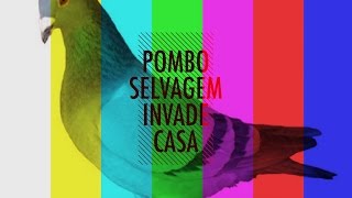 POMBO INVADIU MINHA CASA [upl. by Amikan]