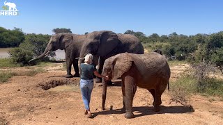 Albino Baby Elephant Khanyisa Comes Running to Her Human Mother 💕 [upl. by Reeva]