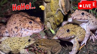 🐸Boing Boing web catching frogs🐸flying and Jumping Part 6 [upl. by Ydisac]