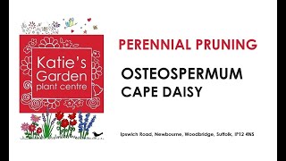 How to look after Cape Daisy Osteospermum a pruning guide [upl. by Areyk]