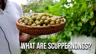 Scuppernong Grapes One of my Favorite Fall Fruits  A Guide to Growing Muscadine Grapes [upl. by Darline843]