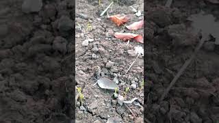 Germination Seeds For🌱Plants shortvideo satisfying shorts garden germination gardenplants 4k [upl. by Sheets498]