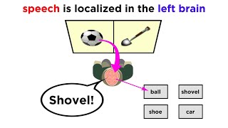 Brain Lateralization The Split Brain [upl. by Boar]