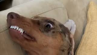 Hilarious Sausage Dog Video Compilation Try To Not Laugh Miniature Weiner Dachshund Teckel Dog Happy [upl. by Carol]