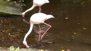 ZOO MAUBEUGE Les différentes espèces de flamants roses [upl. by Suirradal246]