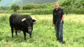 Avant la finale rencontre avec Cobra la reine en titre et Pouky la reine de la Foire du Valais [upl. by Yrffoeg675]