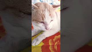 My cats sound poorshortg4f dog [upl. by Lombardo]