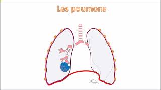 Théorie plongée Niveau 1  cours n°3  les barotraumatismes [upl. by Ennaear]