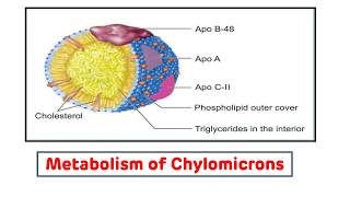 Chylomicron Metabolism Biochemistry  Chylomicron Transport [upl. by Creath52]