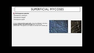 LESSON 2 SUPERFICIAL AND CUTANEOUS MYCOSIS [upl. by Yseulte]