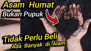 ⛔ Asam Humat Itu Bukan Pupuk ⛔ Asam Humat Tidak Perlu Beli 💥Banyak di Alam Tinggal Ambil ✅ tanaman [upl. by Rainie]