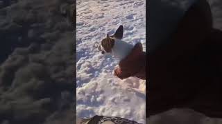 Dog racing down sledding hill😊 fyp shortvideos shorts funny comedy shortvideo viralvideo [upl. by Naaman]