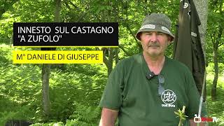 Innesto sul castagno quota zufoloquot [upl. by Baten]