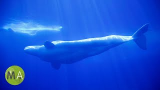 8 Hours of Whale Sounds Deep Underwater Version 2 for Sleep and Relaxation [upl. by Eustace531]