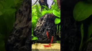 Red Cherry Shrimp aquarium plantedtanksetup shrimp [upl. by Oderfigis]