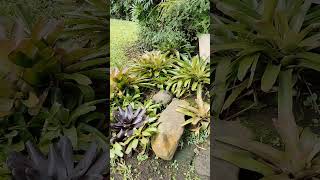 Bromeliads plantslover [upl. by Florio]