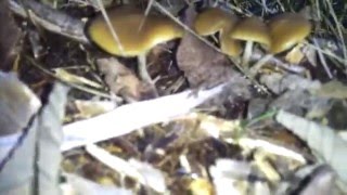 Psilocybe Cyancescens Find University Place WA November 14 2013 PNW [upl. by Latsyrd]