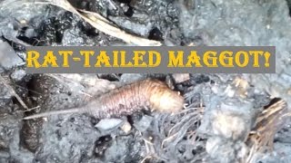 Hermetia Illucens  Compost Bin Sounds and Huge RatTailed Maggot  1080HD [upl. by Ruthie]