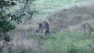 Buck Breeding a Doe East Texas Montgomery County 2014 Whitetail Deer [upl. by Fanni]