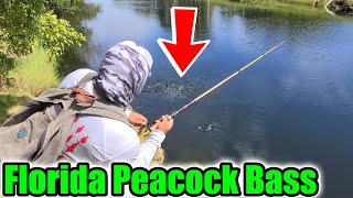 Freshwater Fishing in South Florida Peacock Bass [upl. by Wilbert]