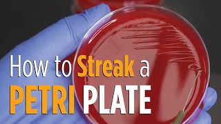 Four Quadrant Streak procedure  How to properly streak a Petri plate for isolated colonies [upl. by Lois]