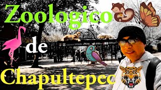 El IMPRESIONANTE 🐼Zoológico🦁 de CHAPULTEPEC🐒 GRATIS  CDMX🇲🇽 [upl. by Bierman598]