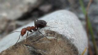 Moundbuilding Ant Formicidae Formica  Rufa Group Closeup [upl. by Esiocnarf]