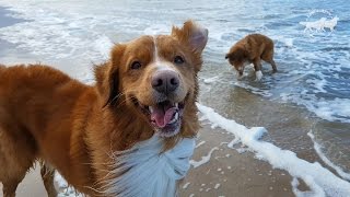 Two Happy Dogs on the Beach Nova Scotia Duck Tolling Retrievers [upl. by Ardnasac432]