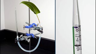 Measuring Transpiration Using a Potometer [upl. by Sebbie260]