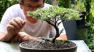 Five tips for starting into bonsai [upl. by Euqcaj]