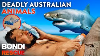 Crikey Top 9 Deadly Australian Animal Encounters [upl. by Ditmore]