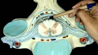 Sistema Neurossensorial Componentes da Medula espinhal corte transversal [upl. by Nryhtak]