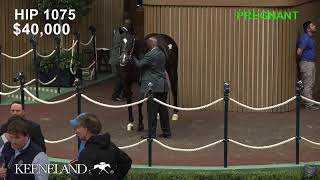 Keeneland Live Feed [upl. by Helena]