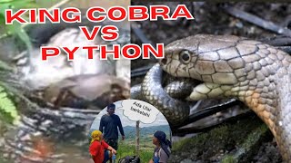 Seru  King Cobra vs Python  mana yang menang [upl. by Mali]