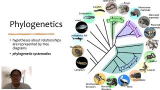 Topic 1 Phylogenies and Evolutionary Relationships part 1 [upl. by Dominga]