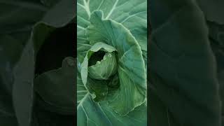 Cabbage growing so beautifull [upl. by Haymo]