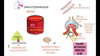 RENIN ANGIOTENSIN ALDOSTERONE SYSTEM [upl. by Nnylirej514]