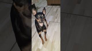 Pinscher0 latindo shorts filhotes [upl. by Valerlan]