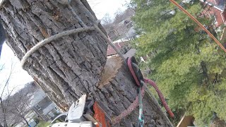 Safebloc Basic Setup  Arborist Rigging Basics [upl. by Carmelle]