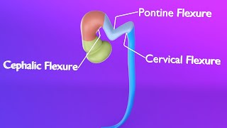 Brain Flexures  Primary Brain Vesicles  Secondary Brain Vesicles  Neuroembryology part 1 [upl. by Sukin]