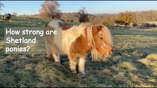 How strong are Shetland ponies TV Episode 373 [upl. by Delphina4]