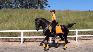 VENTANIA cavalo show Mangalarga Marchador Adestrado Hipica Rancho Novo [upl. by Cull]