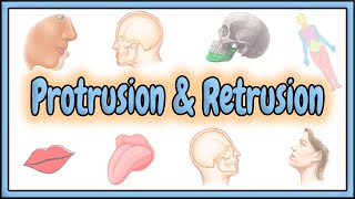 33 Protrusion amp Retrusion Terms  2D Animation [upl. by Harrat403]