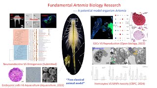 Artemia biodiversity in China  Safeguarding Artemia resources [upl. by Neelrahc]