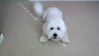 Reece the Bichon Buzzer [upl. by Ramiah]