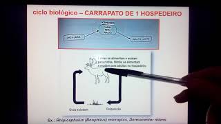 Família Ixodidae parte 1 [upl. by Cally]