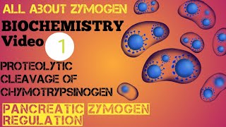 Biochemistry 1 Zymogen Proteolytic cleavage of Chymotrypsinogen  Pancreatic Zymogen Regulation [upl. by Ahsinroc]